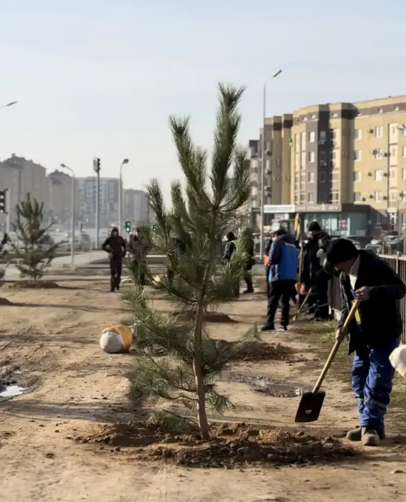 В Актобе было высажено 150 сосен, привезенных благодаря спонсорской поддержке предпринимателей (3)