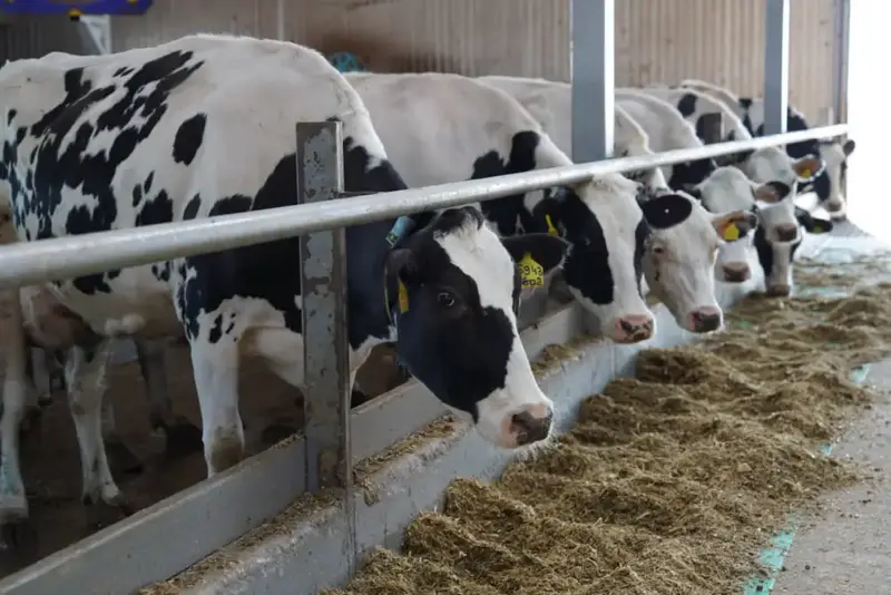 Казахстан усиливает экспорт мясной продукции Павлодаре