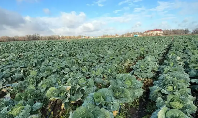 В Актюбинской области создан стабилизационный фонд для обеспечения доступности продуктов питания Павлодаре