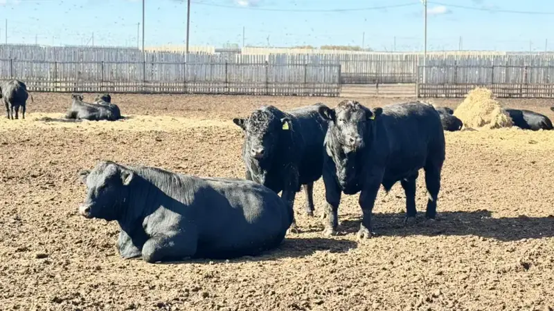 Увеличение субсидий на племенное животноводство: ожидаемое влияние на качество продукции и развитие агросектора Павлодаре