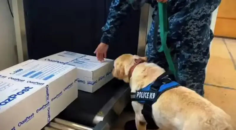 В Западно-Казахстанской области за 10 месяцев 2025 года выявлено 238 правонарушений, связанных с наркотиками Павлодаре