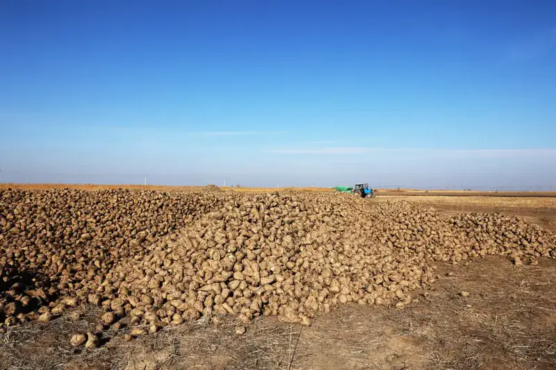 Развитие свекольной отрасли в Меркенском районе Павлодаре