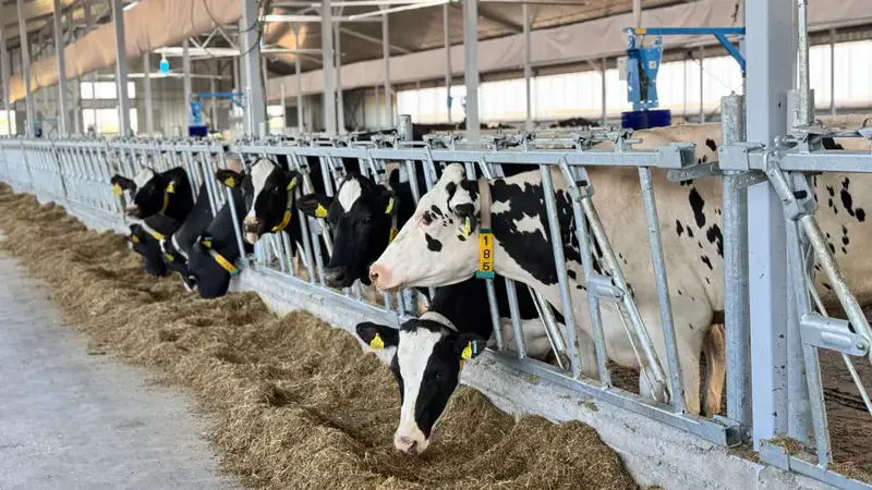 Кормовая безопасность Казахстана почти 40 миллионов тонн кормов Павлодаре