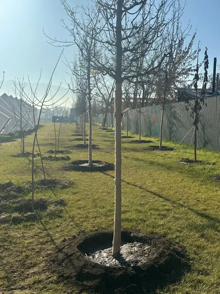 Озеленение развязки Сейфуллина–Жансугурова: создание зеленого оазиса в Алматы и его влияние на экологическую ситуацию Павлодаре