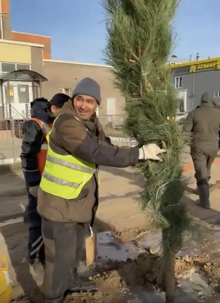 В Актобе было высажено 150 сосен, привезенных благодаря спонсорской поддержке предпринимателей (5)