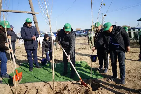 В Казыгурте местные жители и волонтеры объединились для посадки более 5000 деревьев в рамках программы «Таза Қазақстан» Павлодаре