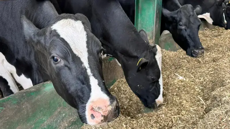 Изменения в субсидиях для животноводов региона Павлодаре