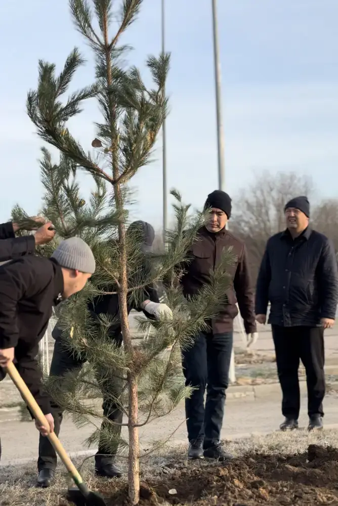 Высадка 150 сосен в Актобе: вклад предпринимателей в озеленение города Павлодаре