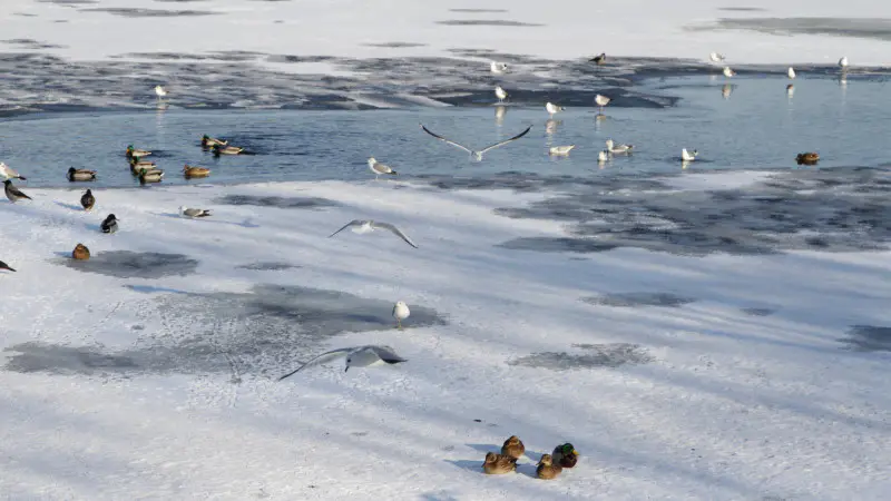 Казахстанцы готовятся к неожиданным погодным сюрпризам: прогноз на 27-29 ноября от синоптиков Казгидромета Павлодаре
