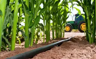 Панфиловский район: 55% кукурузы Жетісу