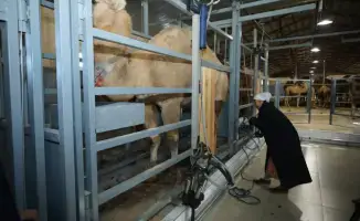 Запуск нового цеха по производству верблюжьего молока в Мангистауской области: автоматизация и международные стандарты