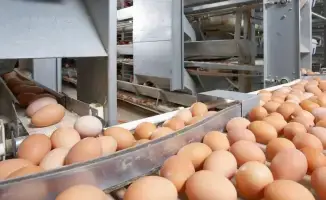 Нарушение ветеринарных норм при ввозе продукции из РФ: последствия для бизнеса и контроля