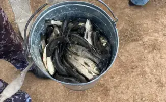 Зарыбление реки Есиль: более 237 тысяч сеголеток белого амура для устойчивого использования рыбных ресурсов