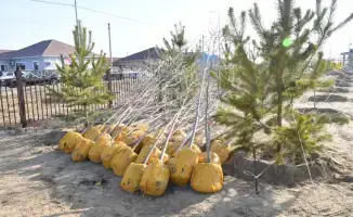 Атырау озеленяется: 4000 деревьев к осени!