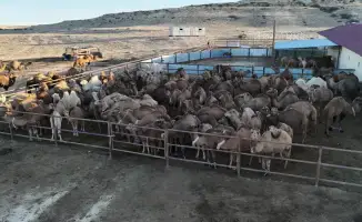 Посещение Нурдаулета Килыбая автоматизированного цеха по доению верблюдов: шаг к модернизации сельского хозяйства Казахстана
