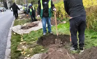 Турксиб: новые деревья и озеленение улиц