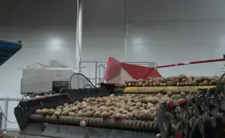 Суперурожай: лук и картофель в Казахстане — изобилие на каждом столе!