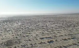 Началась осенняя посадка саксаула на осушенном дне Аральского моря для восстановления экосистемы