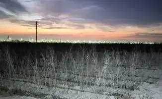 Создание питомника на 10 га в Туркестане для улучшения экологии