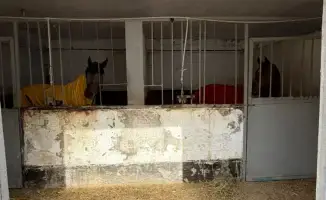 Лошади в тепле: как Алматы решает зимний вопрос