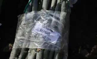 Алматы: высажено 500 деревьев у школы