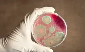 Сибирская язва в Байсерке: спокойствие под защитой научного щита