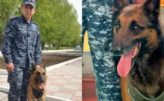 Эффективность служебных собак в борьбе с преступностью: более 150 раскрытых дел в Павлодарской области с начала года