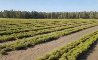 Карагандинская область: два миллиона новых деревьев — зелёные легкие региона начинают дышать!