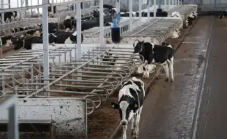 Автоматизация доения в Акмолинской области: как роботы изменят молочное производство