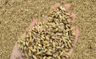 Казахстан запускает программу глубокой переработки зерновых: новые технологии и инвестиции в агропромышленный сектор