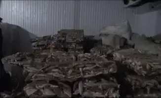 В Кызылординской области завершено расследование незаконного экспорта 75 тонн филе судака в ЕС