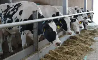 Казахстан усиливает экспорт мясной продукции