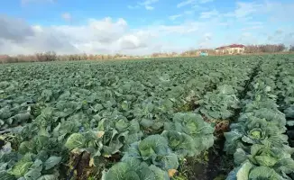 В Актюбинской области создан стабилизационный фонд для обеспечения доступности продуктов питания