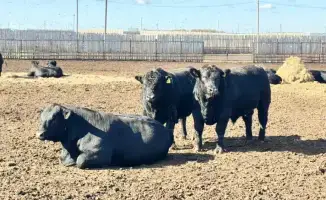 Увеличение субсидий на племенное животноводство: ожидаемое влияние на качество продукции и развитие агросектора