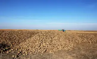 Развитие свекольной отрасли в Меркенском районе