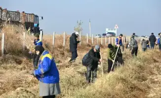 В Жетысайском районе прошел массовый субботник, собравший около 2000 участников для высадки 7000 саженцев в рамках программы "Таза Қазақстан".