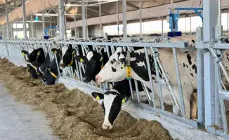 Кормовая безопасность Казахстана почти 40 миллионов тонн кормов