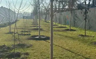 Озеленение развязки Сейфуллина–Жансугурова: создание зеленого оазиса в Алматы и его влияние на экологическую ситуацию