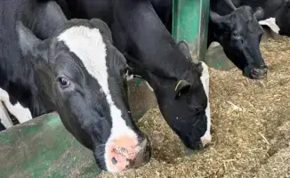 Изменения в субсидиях для животноводов региона