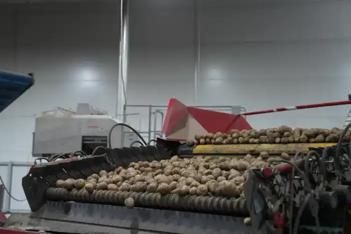 Лук и картофель: Казахстан готовит урожайный сюрприз! Павлодаре