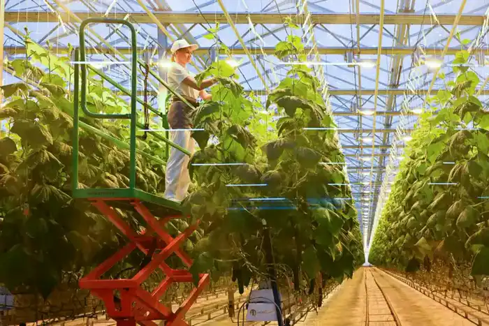 Тепличный комплекс «Зеленый Север» планирует расширение производственных мощностей до 4,5 тыс.тонн продукции в год (6)