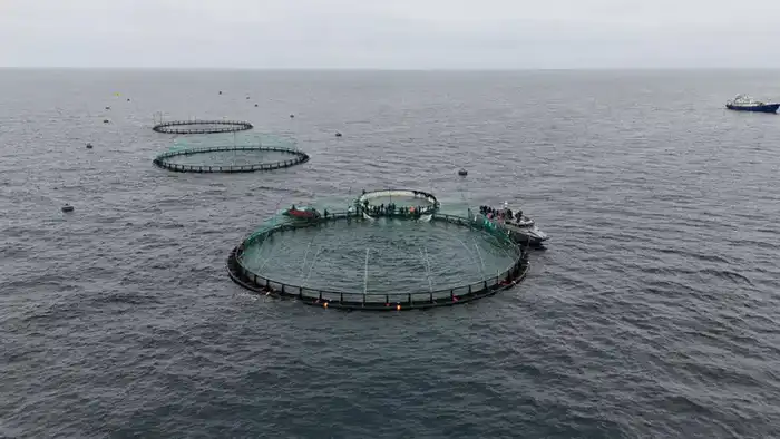 Форель в Каспии: начало морского рыбоводства в Казахстане Павлодаре