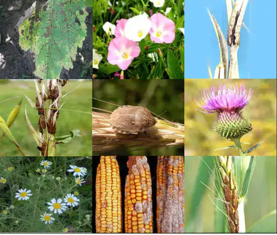 Путь к чистоте: общественные обсуждения о карантинных сертификатах в агропромышленном комплексе Казахстана Павлодаре