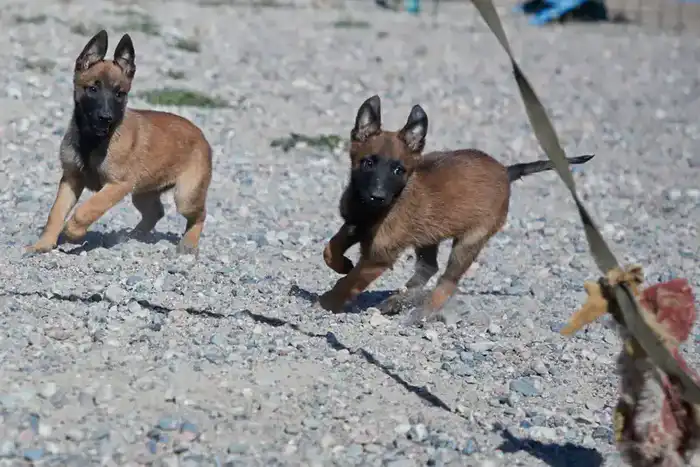 В Нацгвардии РК родились 42 породистых щенка для службы Павлодаре
