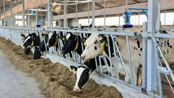 Создание мясного кластера в Акмолинской области увеличит производство крупного рогатого скота до 30 тысяч голов в год Павлодаре