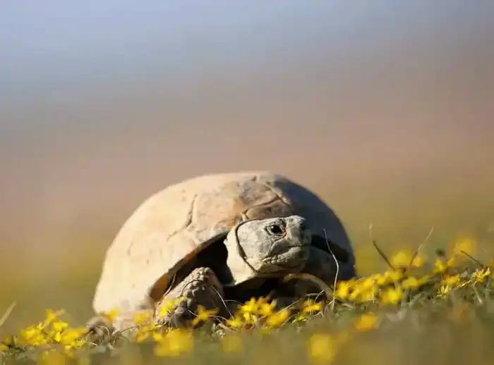 Запрет на использование среднеазиатской черепахи в Казахстане: шаг к восстановлению природного баланса Павлодаре