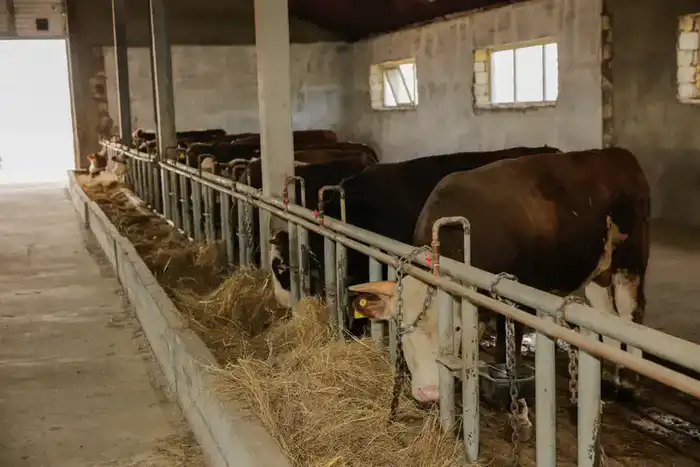 Атырауская область увеличила объём производства сельскохозяйственной продукции на 108,6% в 2025 году Павлодаре