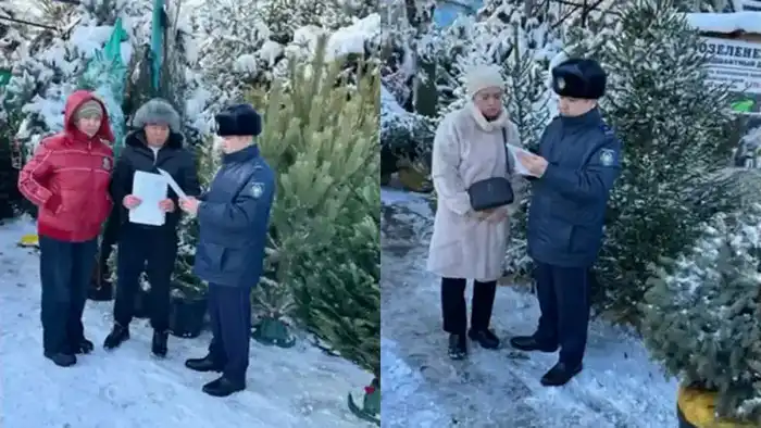 Операция Ель защита хвойных деревьев Алматы декабрь 2023 Павлодаре