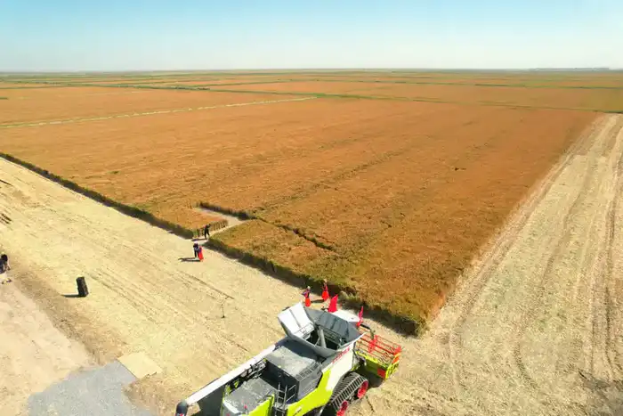 Посевные площади в Кызылординской области диверсифицируются (5)