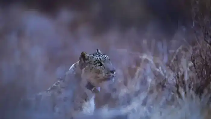 Установка GPS-ошейника на снежного барса: шаг к защите исчезающего вида в Казахстане Павлодаре